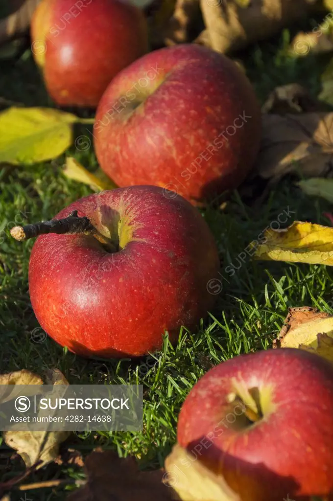 England, North Yorkshire, -. Windfall Charles Ross apples lying on the grass.