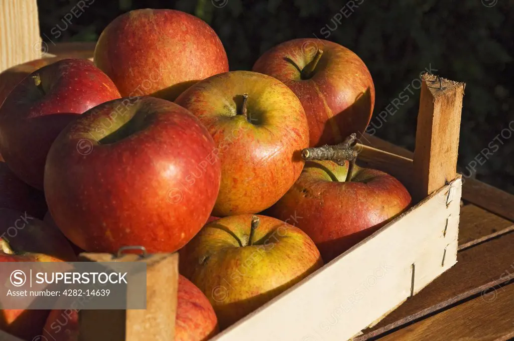 England, North Yorkshire, -. Ripe Charles Ross apples in a wooden box.