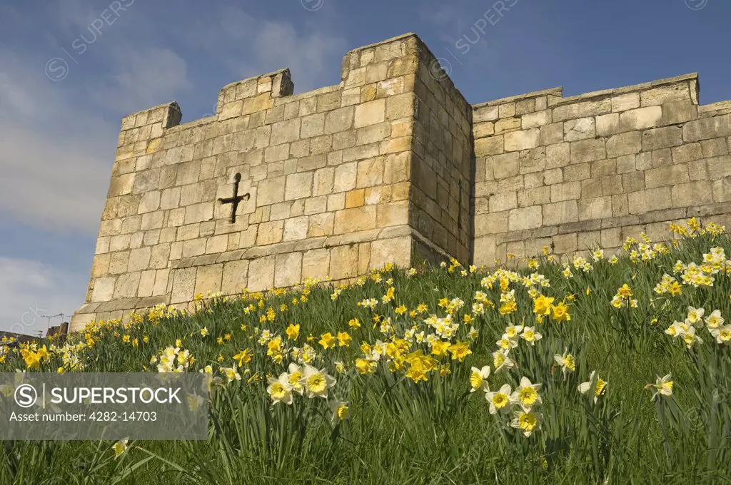 England, North Yorkshire, York. Daffodils on the slopes leading to a stone tower on the City Walls at Fishergate in York.