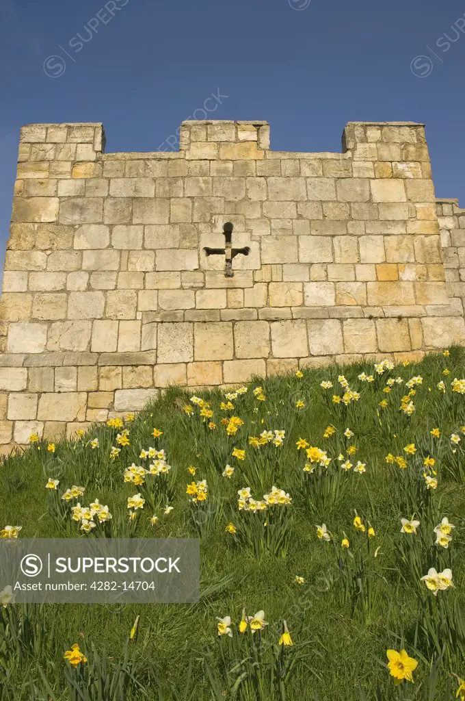 England, North Yorkshire, York. Daffodils on the slopes leading to a stone tower on the City Walls at Fishergate in York.