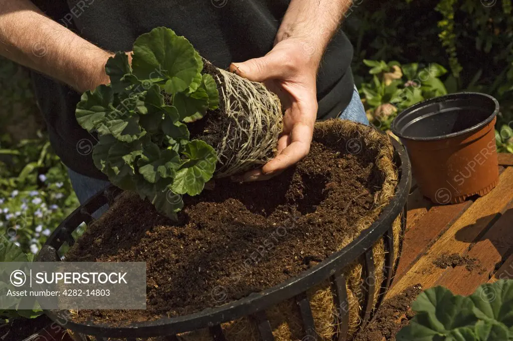 England, North Yorkshire. Planting geranium in a hanging basket.