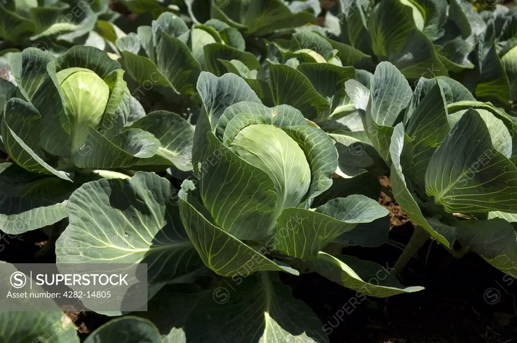 England, North Yorkshire, York. Cabbages growing in vegetable garden.