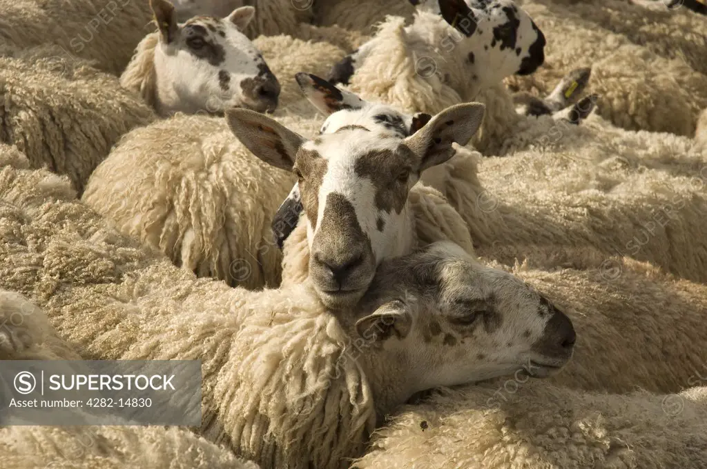 England, North Yorkshire, Harrogate. Flock of sheep awaiting shearing.