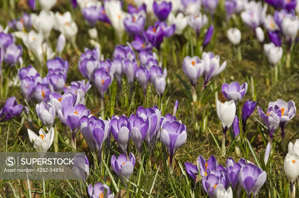 England, North Yorkshire, Harrogate. Close up of crocuses in springtime on the Stray.