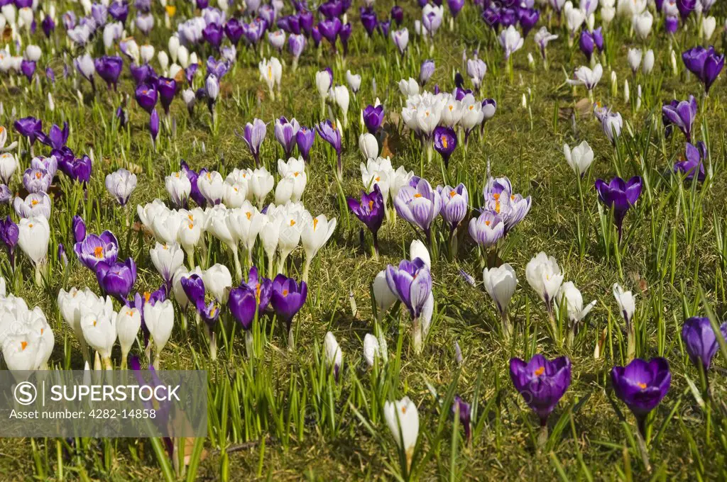 England, North Yorkshire, Harrogate. Close up of crocuses in springtime on the Stray.
