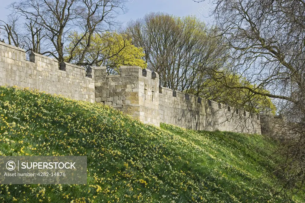 England, North Yorkshire, York. Daffodils in bloom by the York city walls in spring.