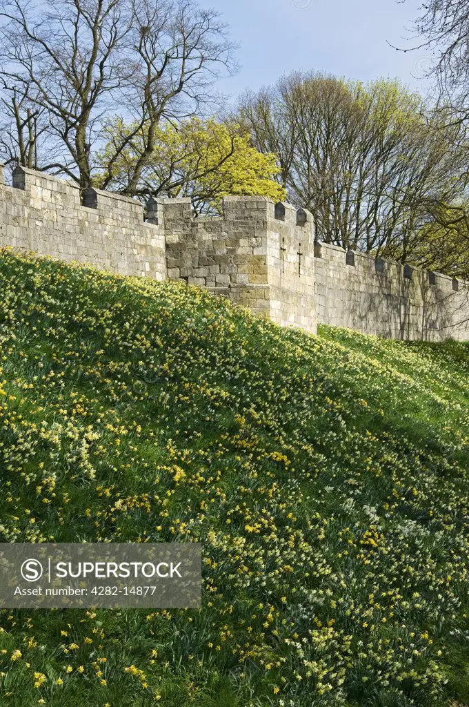 England, North Yorkshire, York. Daffodils in bloom by the York city walls in spring.
