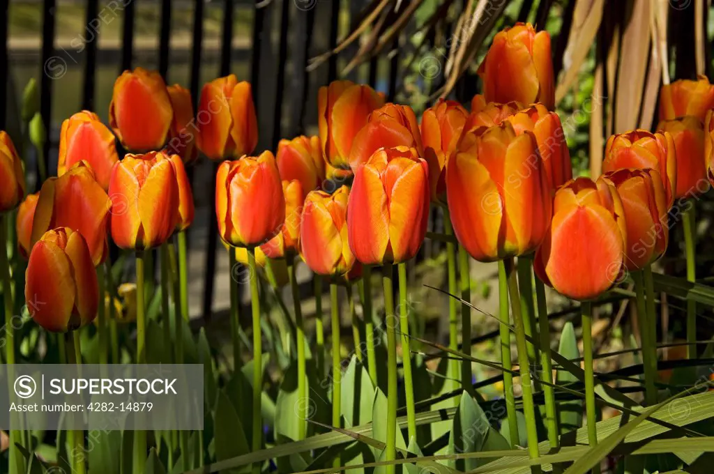 England, North Yorkshire, York. Group of tulips growing in a garden.