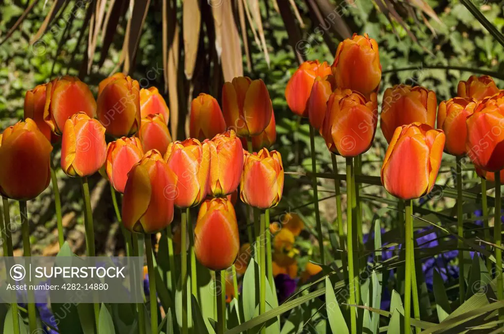 England, North Yorkshire, York. Group of tulips growing in a garden.