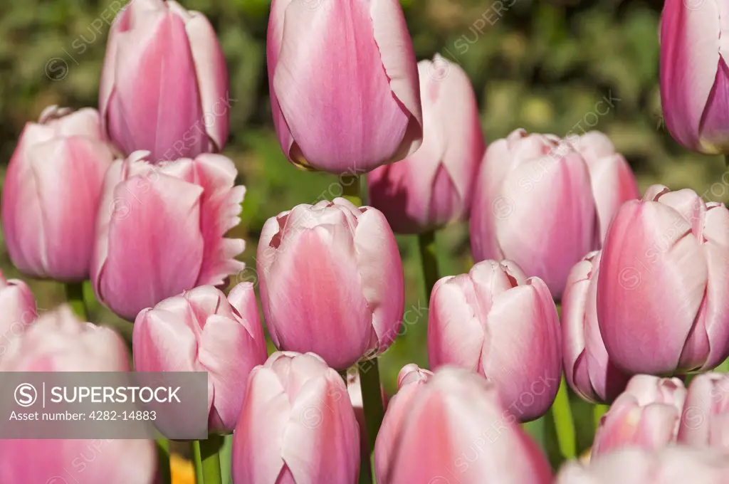 England, North Yorkshire, York. Tulips in bloom in a garden.