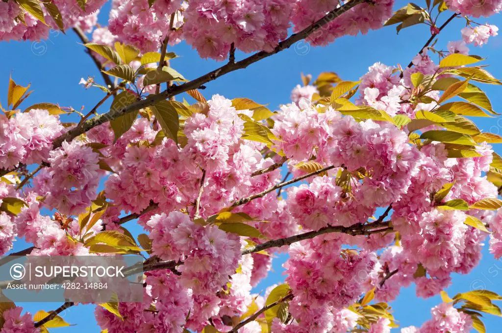 England, North Yorkshire, York. Pink cherry blossom against a blue sky.