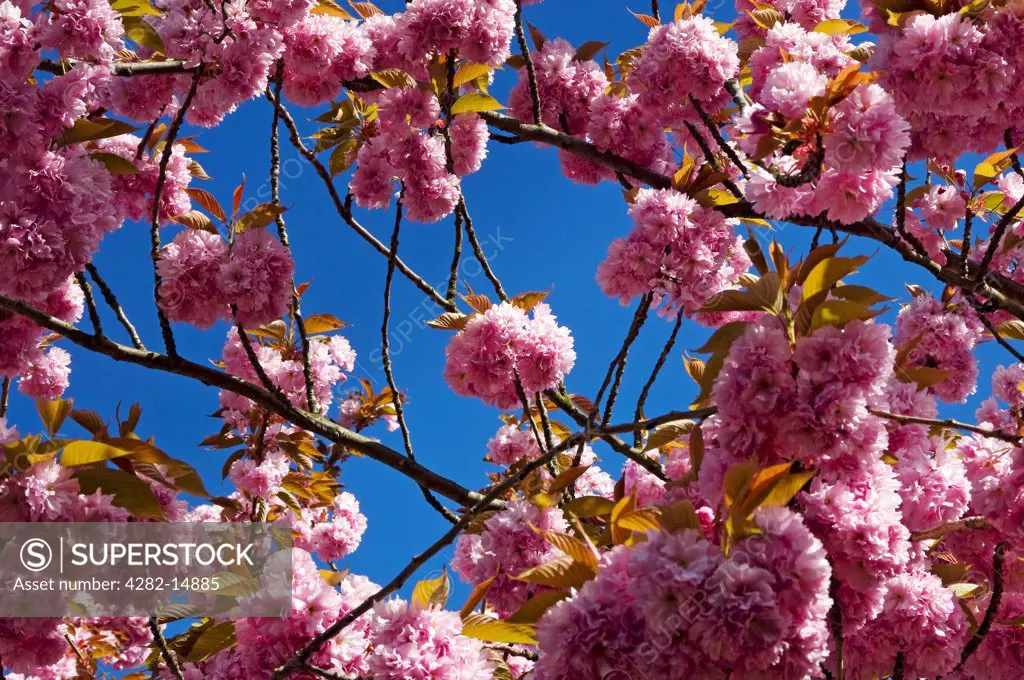 England, North Yorkshire, York. Pink cherry blossom against a blue sky.
