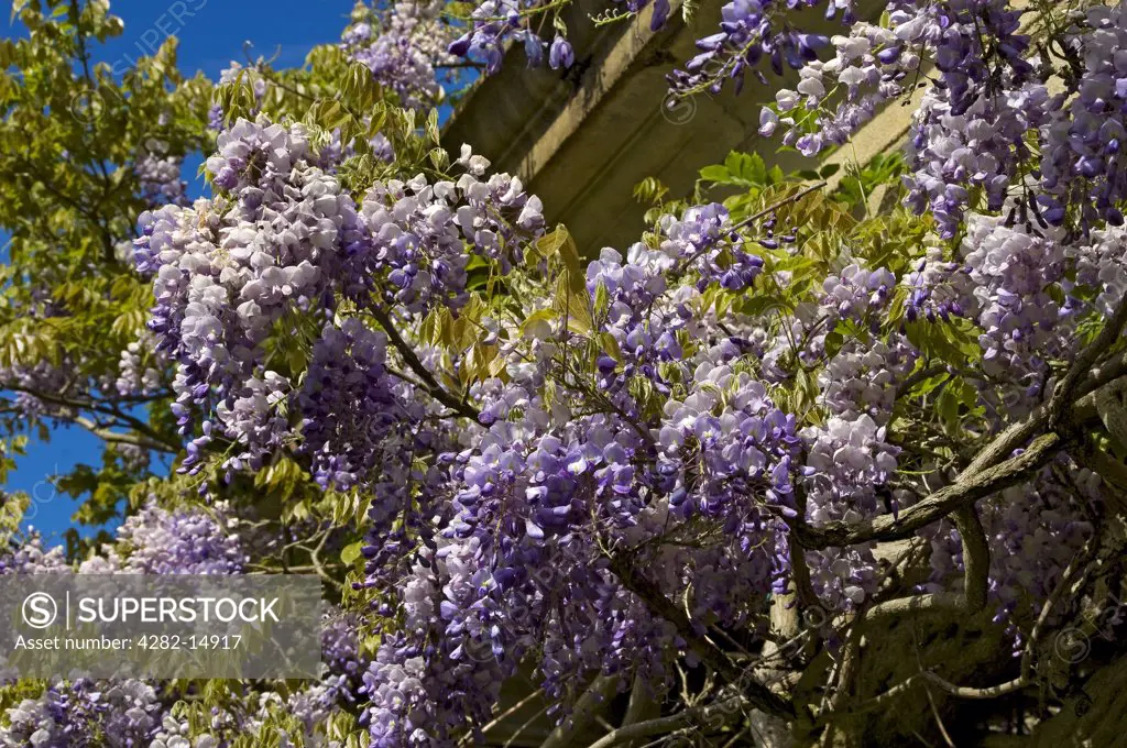 England, North Yorkshire. Wisteria plant climbing on a wall.