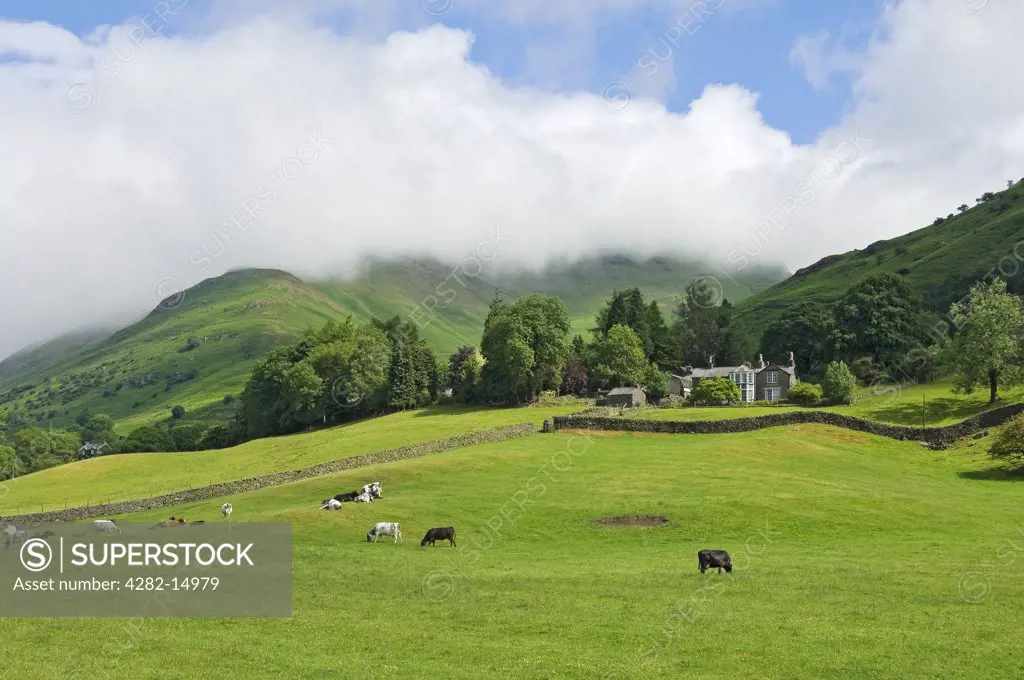 England, Cumbria, near Grasmere. Cows grazing on the slopes of a fell, looking towards Fairfield shrouded in mist.