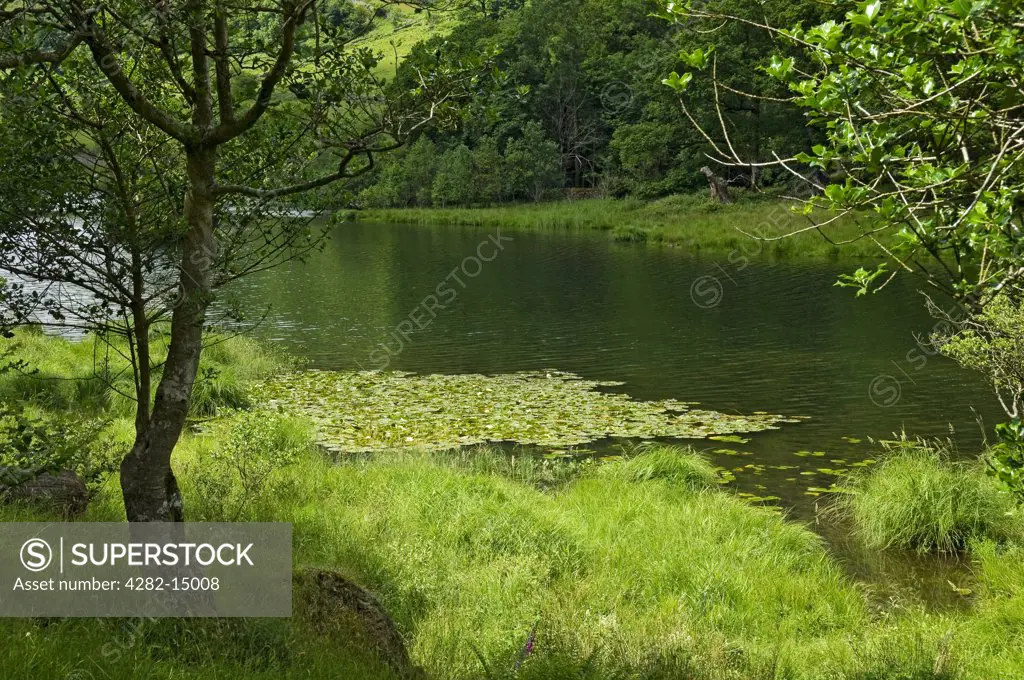 England, Cumbria, Rydal Water. Tranquil view of Rydal Water, one of the smallest lakes in the Lake District.