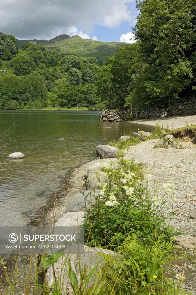 England, Cumbria, Rydal Water. View across Rydal Water, one of the smallest lakes in the Lake District.
