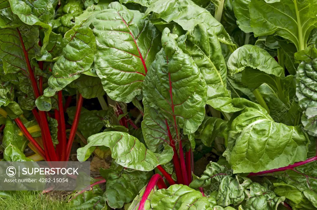 England, North Yorkshire. Swiss chard growing in a garden.