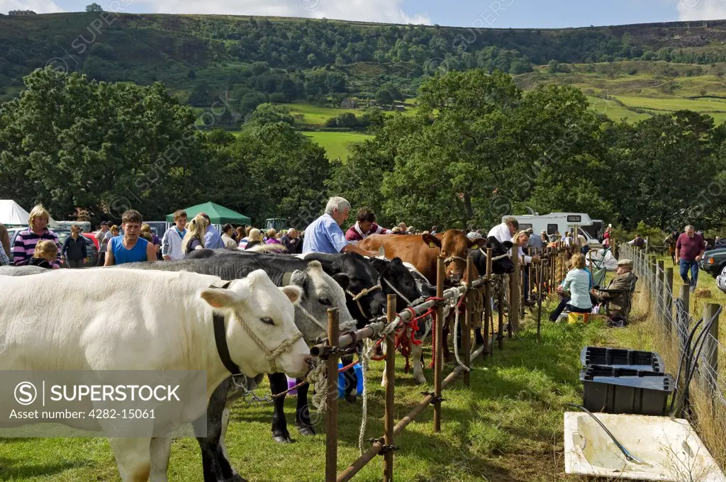 England, North Yorkshire, Rosedale Abbey. Cattle show at the Rosedale & District Agricultural, Horticultural and Industrial Society Annual Show.