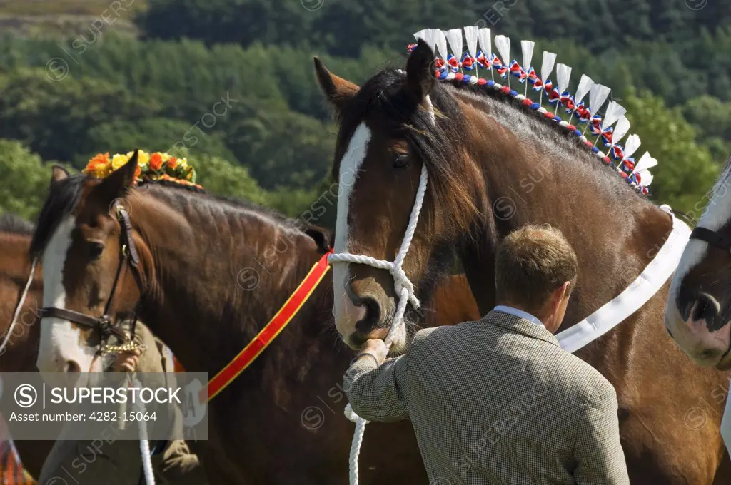 England, North Yorkshire, Rosedale Abbey. Heavy horses on show at the Rosedale & District Agricultural, Horticultural and Industrial Society Annual Show.