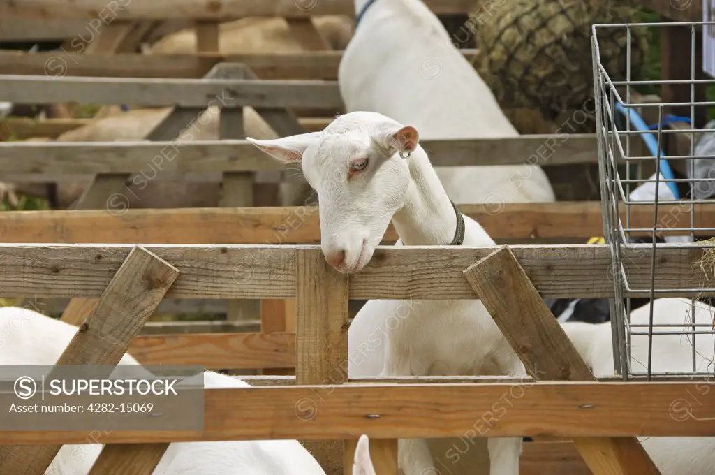 England, North Yorkshire, Rosedale Abbey. White goat in a pen at the Rosedale & District Agricultural, Horticultural and Industrial Society Annual Show.