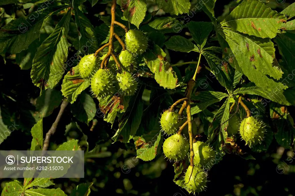 England, North Yorkshire, York. Conkers growing on a Horse Chestnut tree (aesculus hippocastanum).