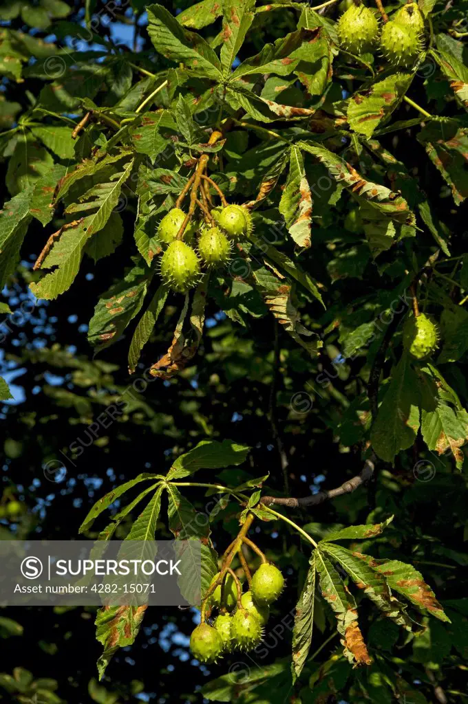 England, North Yorkshire, York. Conkers growing on a Horse Chestnut tree (aesculus hippocastanum).