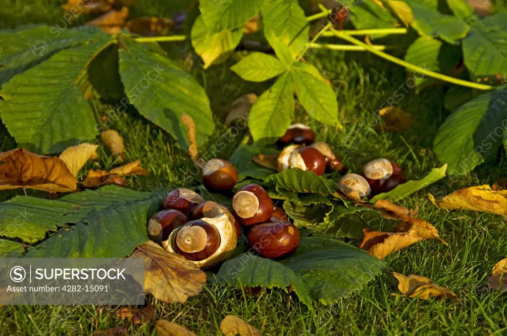 England, North Yorkshire. Conkers from horse chestnut tree (aesculus hippocastanum).