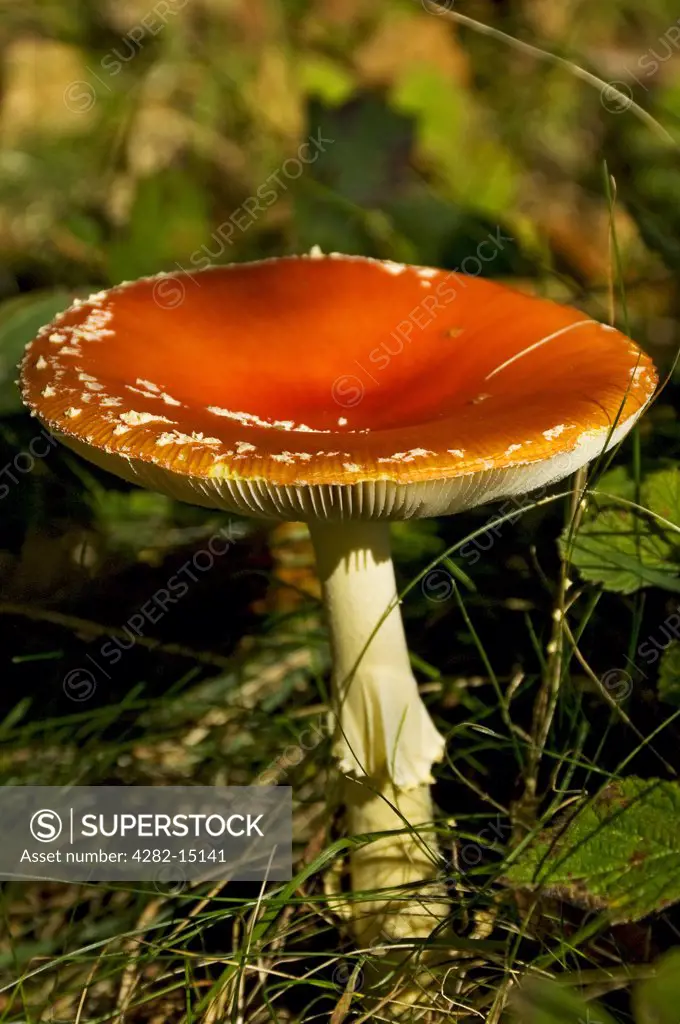 England, North Yorkshire. Close up of a fully opened fly agaric (amanita muscaria amanitaceae).