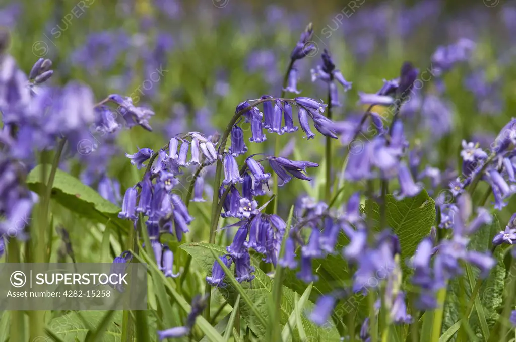 England, North Yorkshire, York. Wild bluebells in a wood close to York.