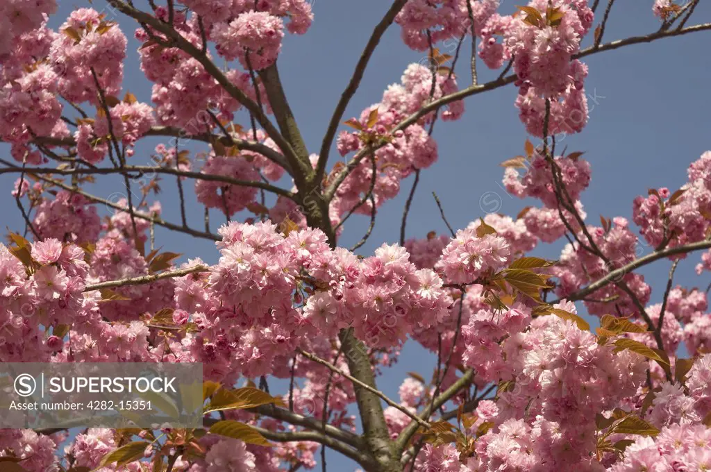 England, North Yorkshire, York. View of pink flowering cherry blossom in spring.