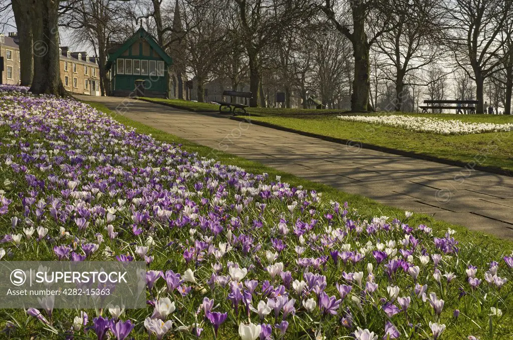 England, North Yorkshire, Harrogate. A carpet of spring flowers in bloom at the Stray in Harrogate.