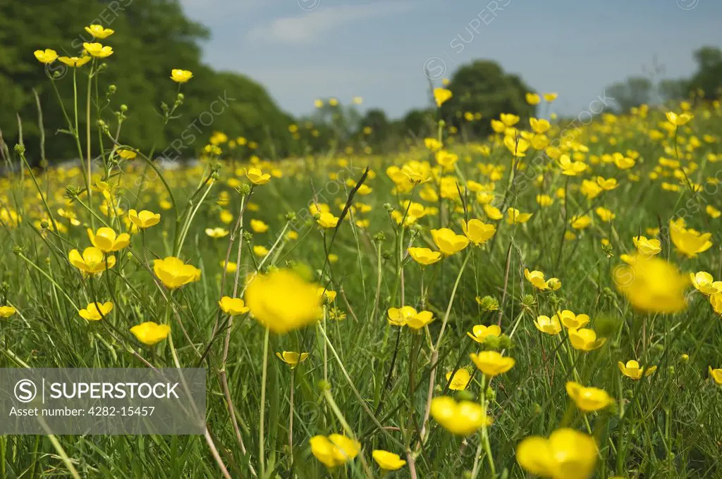 England, East Riding of Yorkshire, Beverley. Close up of buttercups in Westwood.