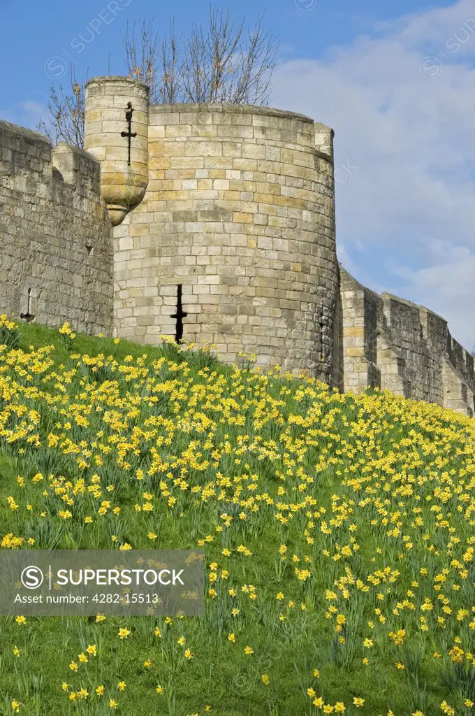 England, North Yorkshire, York. Daffodils in bloom by the City Walls at Jewbury, the site of York's original Jewish Quarter.