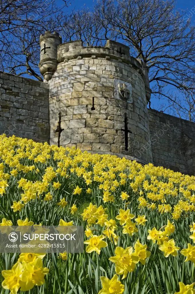 England, North Yorkshire, York. Daffodils in bloom by the City Walls at Lord Mayors Walk.