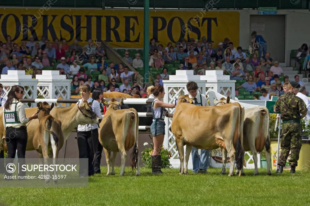 England, North Yorkshire, Harrogate. Parade of cattle at the Great Yorkshire Show.
