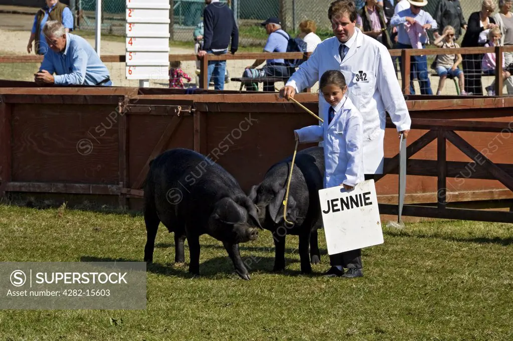 England, North Yorkshire, Harrogate. Pigs being judged at the Great Yorkshire Show.