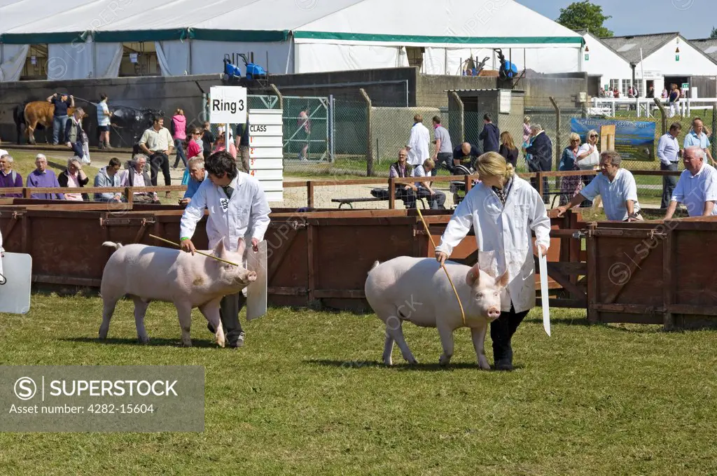 England, North Yorkshire, Harrogate. Large white pigs paraded at the Great Yorkshire Show.