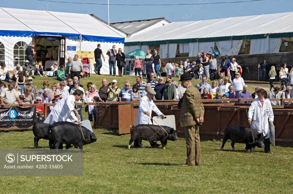 England, North Yorkshire, Harrogate. Pigs being paraded at the Great Yorkshire Show.