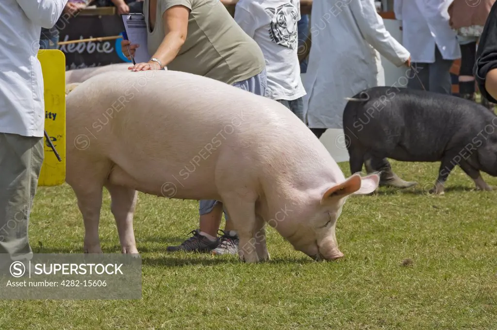 England, North Yorkshire, Harrogate. A large white pig being judged at the Great Yorkshire Show.
