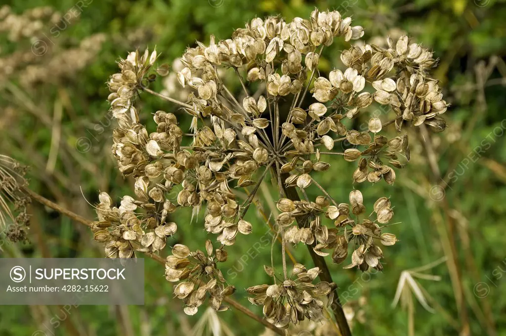 England, North Yorkshire. Seed heads of cow parsley (anthriscus sylvestris).