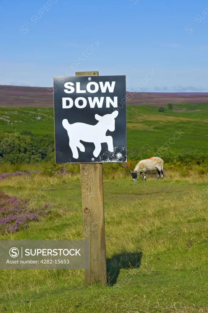 England, North Yorkshire, North York Moors. A sign with the words 'SLOW DOWN' and a symbol of a lamb, advising motorists to drive carefully through an area on the North York Moors where sheep graze.