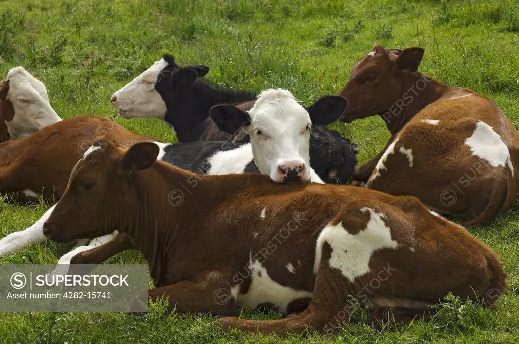 England, Cumbria, -. Young cattle lying in a field.