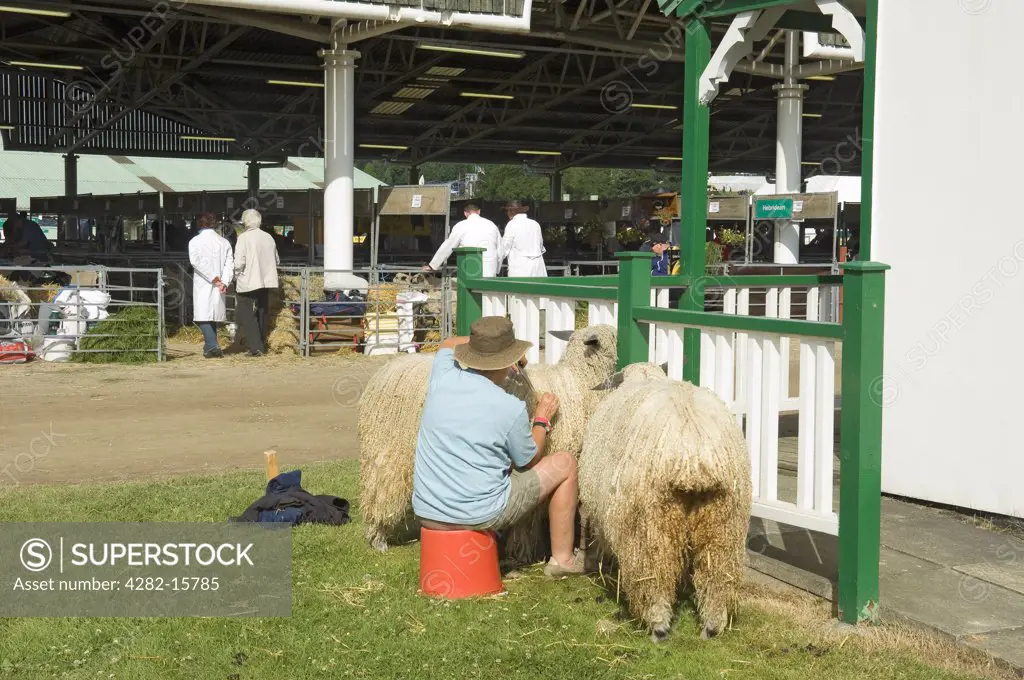 England, North Yorkshire, Harrogate. Preparing two Leicester sheep at the Great Yorkshire Show.