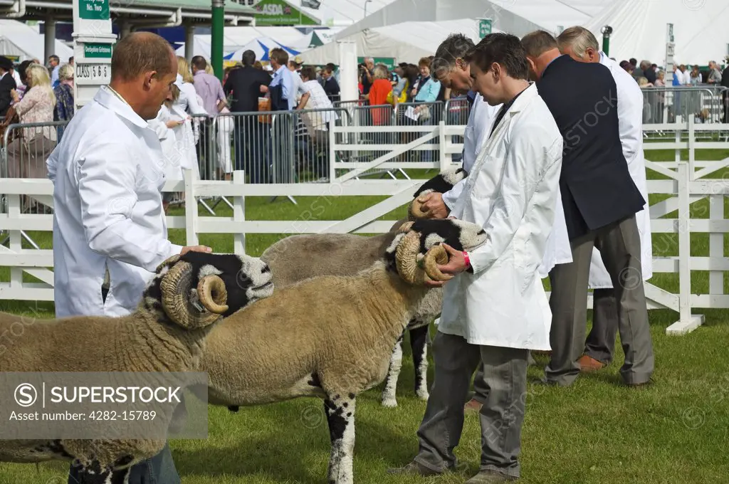 England, North Yorkshire, Harrogate. Judging of Swaledale sheep at the Great Yorkshire Show.