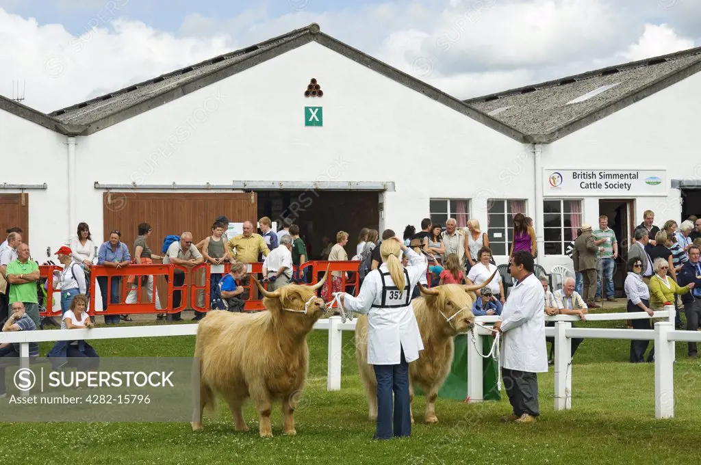 England, North Yorkshire, Harrogate. Highland cattle being judged at the Great Yorkshire Show Harrogate.
