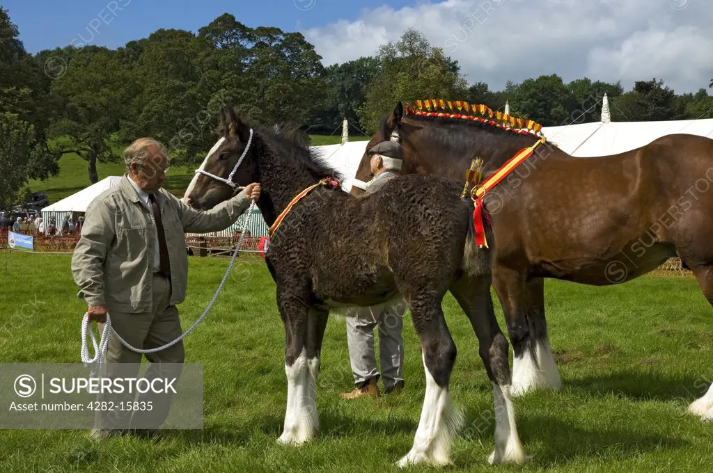 England, North Yorkshire, Gargrave. A brood mare and foal competing at Gargrave Show, an annual country show near Skipton near Skipton.
