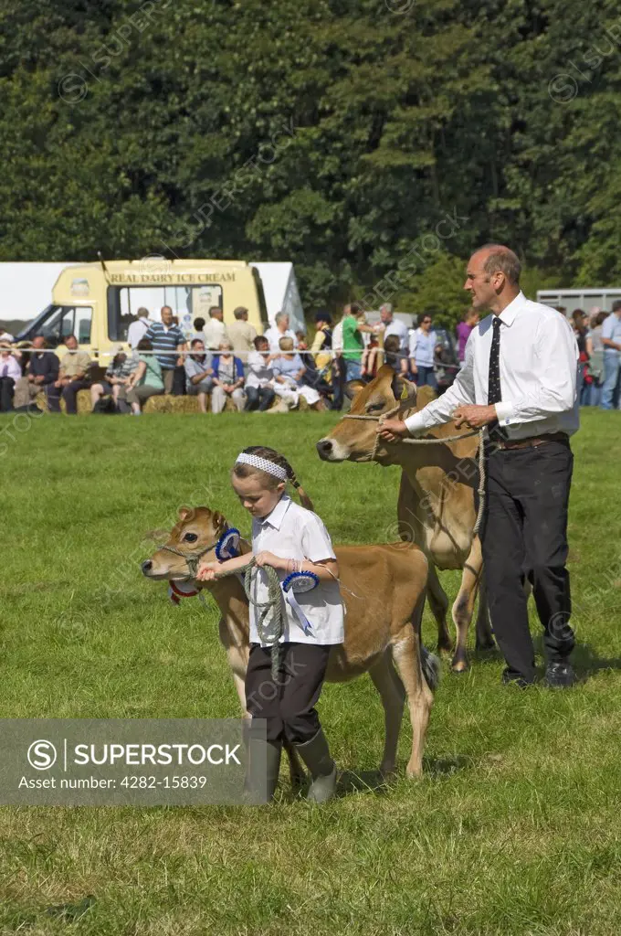 England, North Yorkshire, Gargrave. A Jersey calf being led by young girl at Gargrave Show, an annual country show near Skipton.