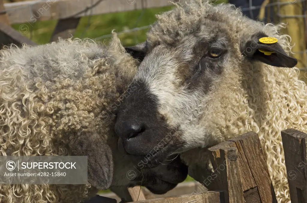 England, North Yorkshire, Gargrave. Close up of sheep at Gargrave Show, an annual country show near Skipton.