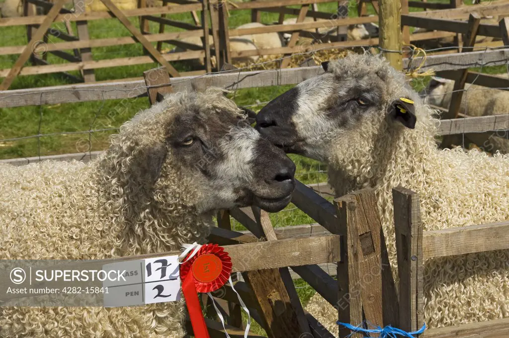 England, North Yorkshire, Gargrave. Prize winning sheep in a pen at Gargrave Show, an annual country show near Skipton.