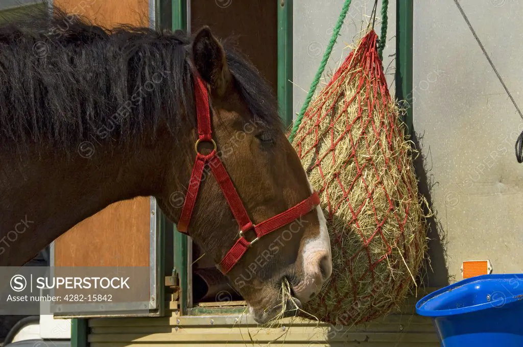 England, North Yorkshire, Gargrave. A Shire horse eating hay at Gargrave Show, an annual country show near Skipton.